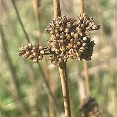 Juncus australis (Australian Rush) at Bowning, NSW - 19 Sep 2024 by JaneR