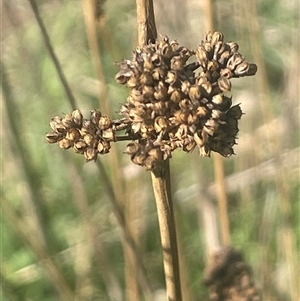 Juncus australis at Bowning, NSW - 19 Sep 2024