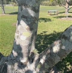 Unverified Other Tree at Tucabia, NSW - 21 Sep 2024 by Bagotville
