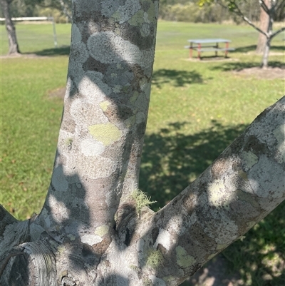 Unverified Other Tree at Tucabia, NSW - 21 Sep 2024 by Bagotville