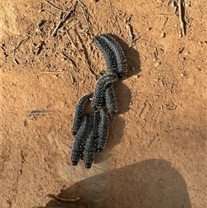 Perga sp. (genus) at Hackett, ACT - 21 Sep 2024