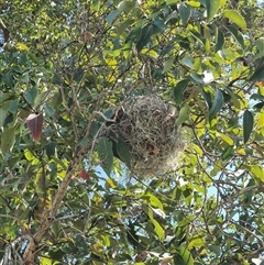 Unidentified Bird by MountKremnos