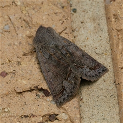 Pantydia (genus) (An Erebid moth) at Harrison, ACT - 19 Sep 2024 by DPRees125