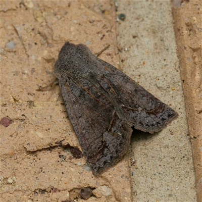 Pantydia (genus) (An Erebid moth) at Harrison, ACT - 19 Sep 2024 by DPRees125