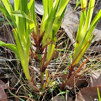 Dianella sp. (Flax Lily) at Hawker, ACT - 15 May 2024 by sangio7