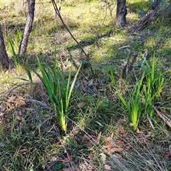 Dianella sp. (Flax Lily) at Hawker, ACT - 21 May 2024 by sangio7