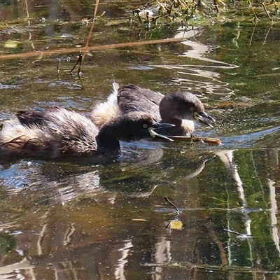 Tachybaptus novaehollandiae (Australasian Grebe) at Fyshwick, ACT - 20 Sep 2024 by RodDeb