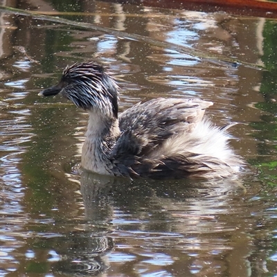 Poliocephalus poliocephalus (Hoary-headed Grebe) at Fyshwick, ACT - 20 Sep 2024 by RodDeb