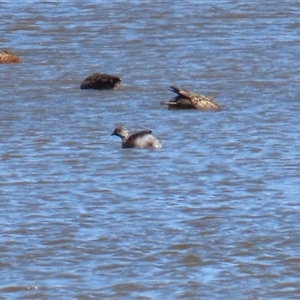 Poliocephalus poliocephalus at Fyshwick, ACT - 20 Sep 2024