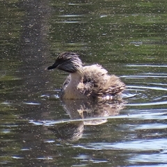 Poliocephalus poliocephalus at Fyshwick, ACT - 20 Sep 2024