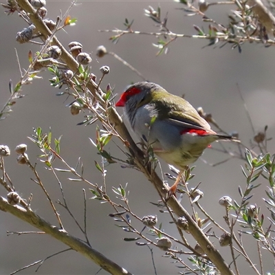 Neochmia temporalis (Red-browed Finch) at Fyshwick, ACT - 20 Sep 2024 by RodDeb