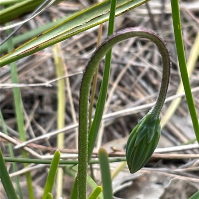 Microseris walteri (Yam Daisy, Murnong) at Bruce, ACT - 21 Sep 2024 by JVR