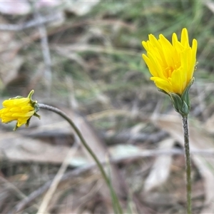 Microseris walteri at Bruce, ACT - 17 Sep 2024