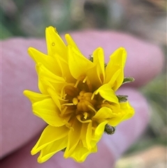 Microseris walteri at Bruce, ACT - 17 Sep 2024 03:48 PM