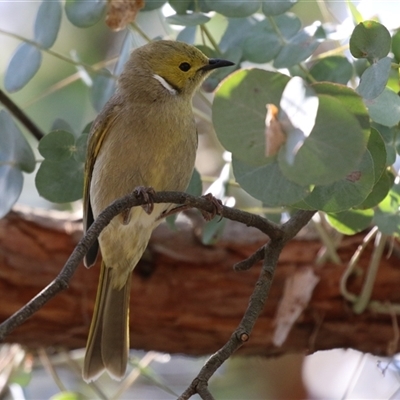 Ptilotula penicillata (White-plumed Honeyeater) at Fyshwick, ACT - 20 Sep 2024 by RodDeb