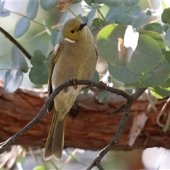 Ptilotula penicillata at Fyshwick, ACT - 20 Sep 2024 12:55 PM