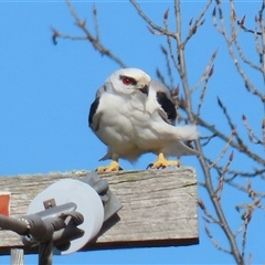 Elanus axillaris (Black-shouldered Kite) at Fyshwick, ACT - 20 Sep 2024 by RodDeb