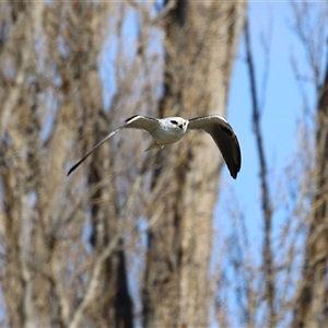 Elanus axillaris at Fyshwick, ACT - 20 Sep 2024