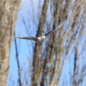 Elanus axillaris at Fyshwick, ACT - 20 Sep 2024