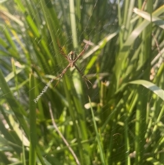 Argiope sp. (genus) at Tucabia, NSW - 21 Sep 2024 by STJ