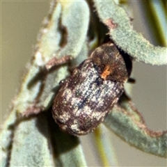 Neolaemosaccus sp. (genus) at Red Hill, ACT - 21 Sep 2024 12:10 PM