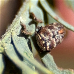 Neolaemosaccus sp. (genus) at Red Hill, ACT - 21 Sep 2024