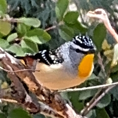 Pardalotus punctatus (Spotted Pardalote) at Red Hill, ACT - 21 Sep 2024 by Hejor1