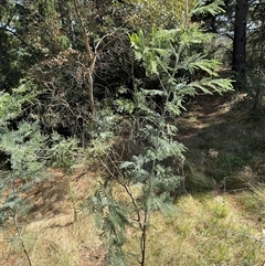 Acacia dealbata (Silver Wattle) at Red Hill, ACT - 21 Sep 2024 by Hejor1