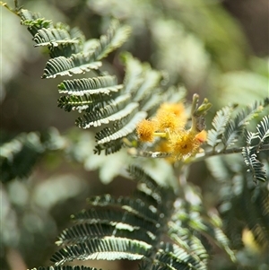 Acacia dealbata at Red Hill, ACT - 21 Sep 2024 12:11 PM