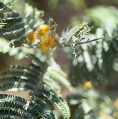 Acacia dealbata at Red Hill, ACT - 21 Sep 2024