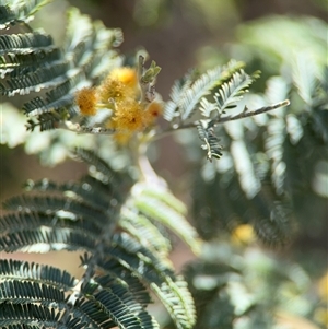 Acacia dealbata at Red Hill, ACT - 21 Sep 2024