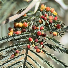 Acacia dealbata at Red Hill, ACT - 21 Sep 2024