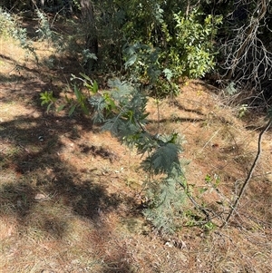 Billardiera heterophylla at Red Hill, ACT - 21 Sep 2024