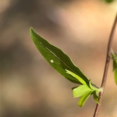 Billardiera heterophylla at Red Hill, ACT - 21 Sep 2024