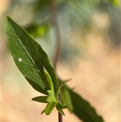 Billardiera heterophylla at Red Hill, ACT - 21 Sep 2024