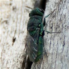 Primeuchroeus sp. (genus) at Red Hill, ACT - 21 Sep 2024 12:39 PM