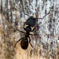 Ochetellus sp. (Unidentified Ochetellus ant) at Red Hill, ACT - 21 Sep 2024 by Hejor1