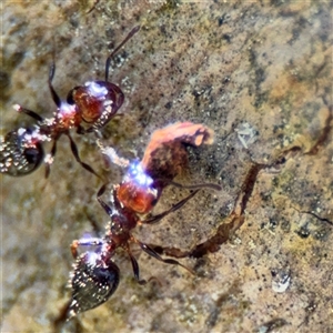 Crematogaster sp. (genus) at Red Hill, ACT - 21 Sep 2024