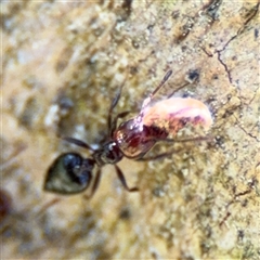 Crematogaster sp. (genus) at Red Hill, ACT - 21 Sep 2024