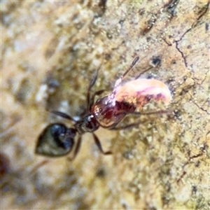 Crematogaster sp. (genus) at Red Hill, ACT - 21 Sep 2024 12:48 PM