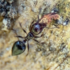 Crematogaster sp. (genus) at Red Hill, ACT - 21 Sep 2024 12:48 PM