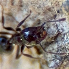 Crematogaster sp. (genus) at Red Hill, ACT - 21 Sep 2024