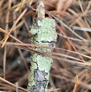 Flavoparmelia sp. at Red Hill, ACT - 21 Sep 2024