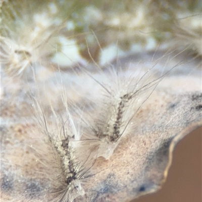 Uraba lugens (Gumleaf Skeletonizer) at Red Hill, ACT - 21 Sep 2024 by Hejor1