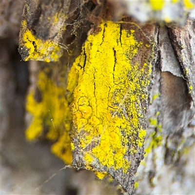 Chrysothrix sp. (genus) (A gold dust lichen) at Red Hill, ACT - 21 Sep 2024 by Hejor1