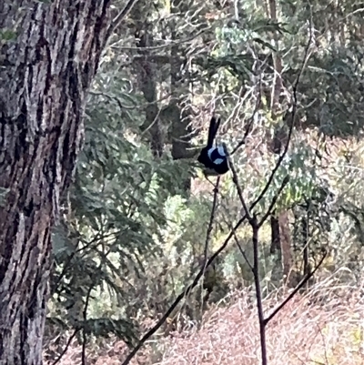 Malurus cyaneus (Superb Fairywren) at Red Hill, ACT - 21 Sep 2024 by Hejor1