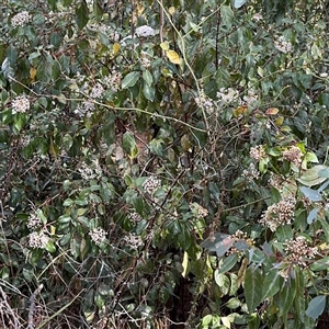 Viburnum tinus at Red Hill, ACT - 21 Sep 2024 01:19 PM