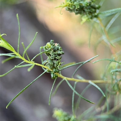 Cassinia quinquefaria (Rosemary Cassinia) at Red Hill, ACT - 21 Sep 2024 by Hejor1