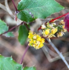 Berberis aquifolium at Red Hill, ACT - 21 Sep 2024 01:21 PM