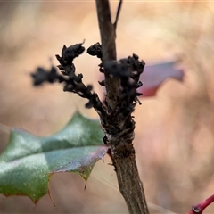 Berberis aquifolium at Red Hill, ACT - 21 Sep 2024